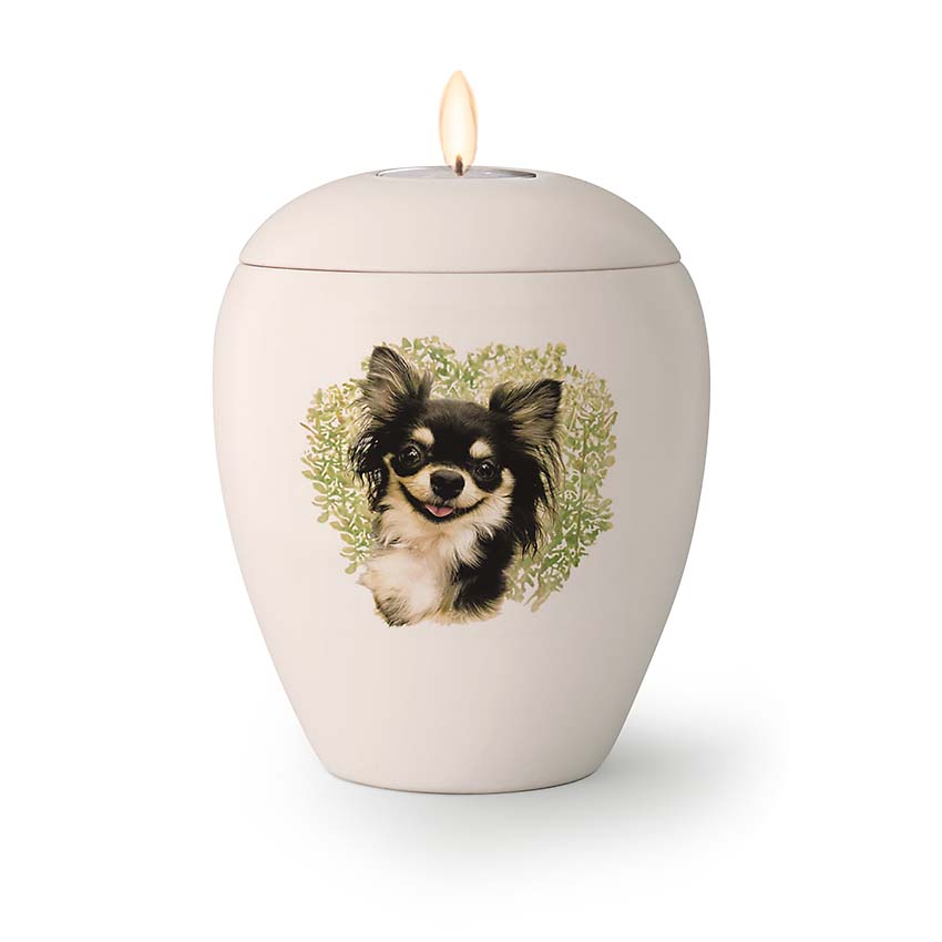 dump Implementeren eerlijk Kleine honden urn, matwit geglazuur, met geschilderde Chihuahua. Voor 500  gram as. Urnwebshop.nl